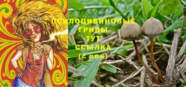 прущие грибы Горно-Алтайск